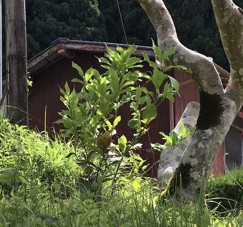 晴れ間に