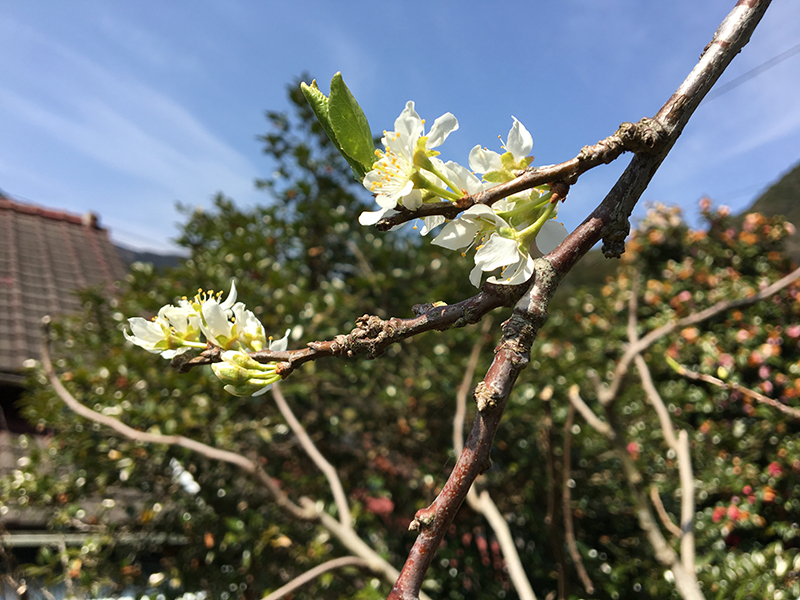 花のオーケストラ