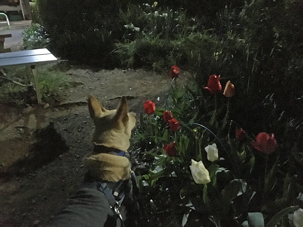 夜の散歩道