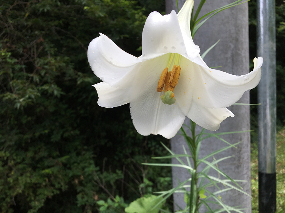 夏の終わりを告げる花