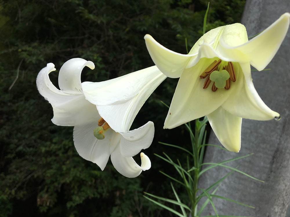 夏の終わりを告げる花