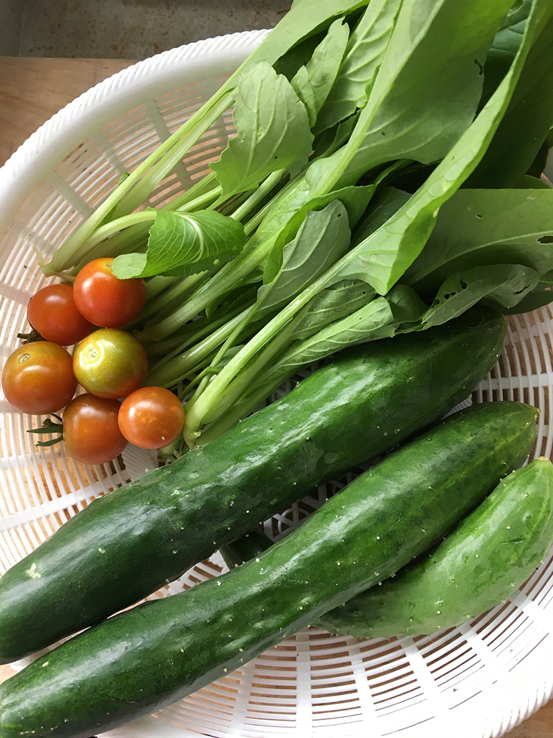 朝採れ野菜