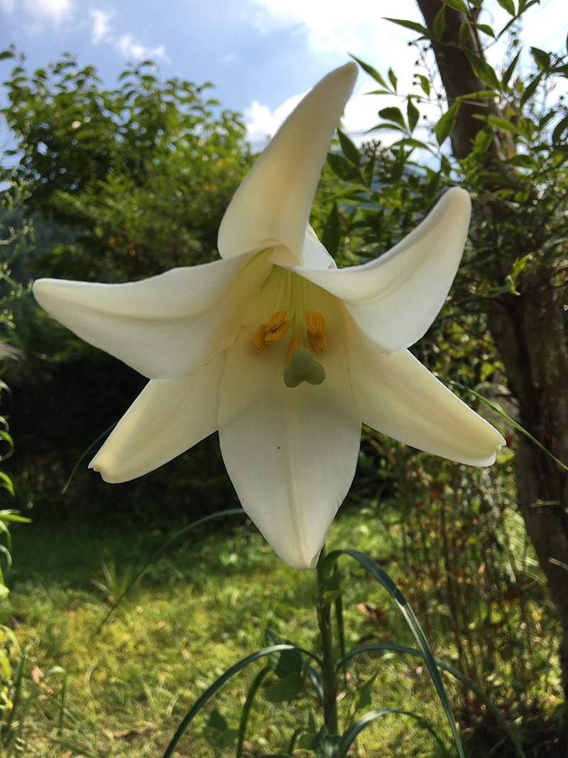 駆け抜ける夏