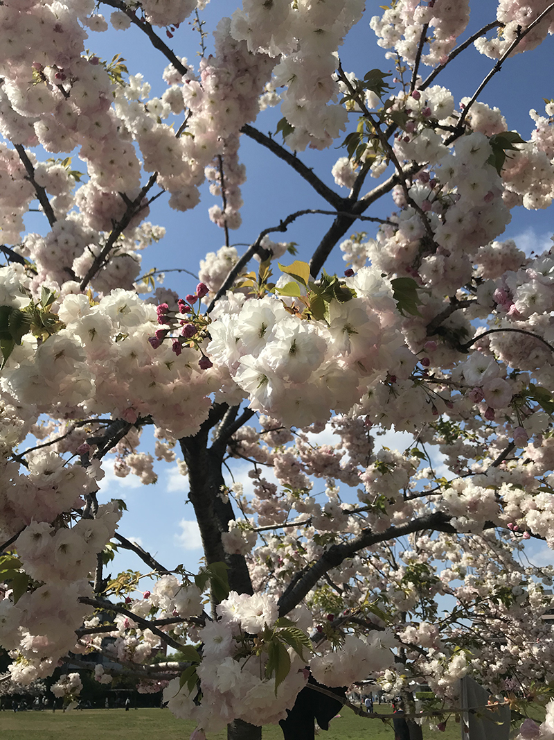 八重桜