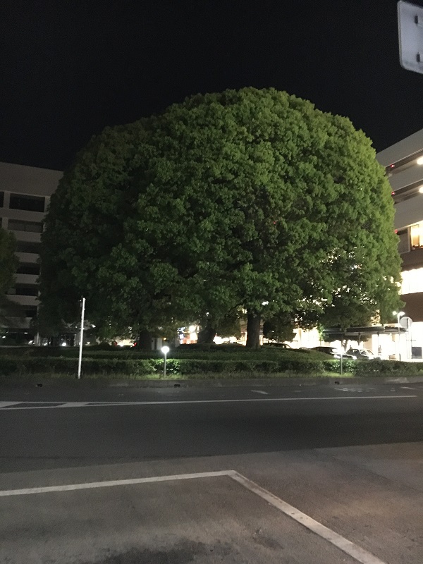 大きな大きな木の下で