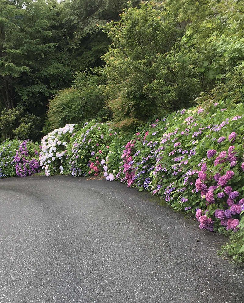 紫陽花の道