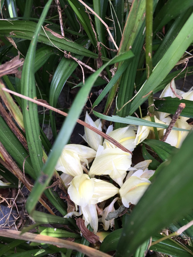みょうがの花