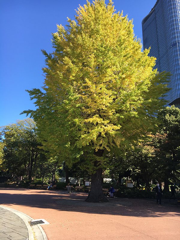 日比谷公園の秋