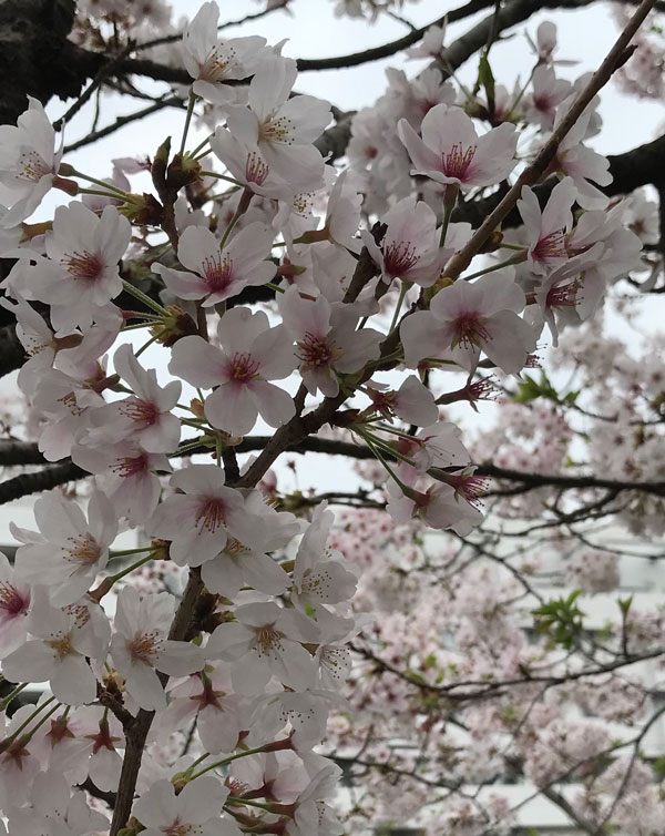 さまざまなこと思い出す桜かな