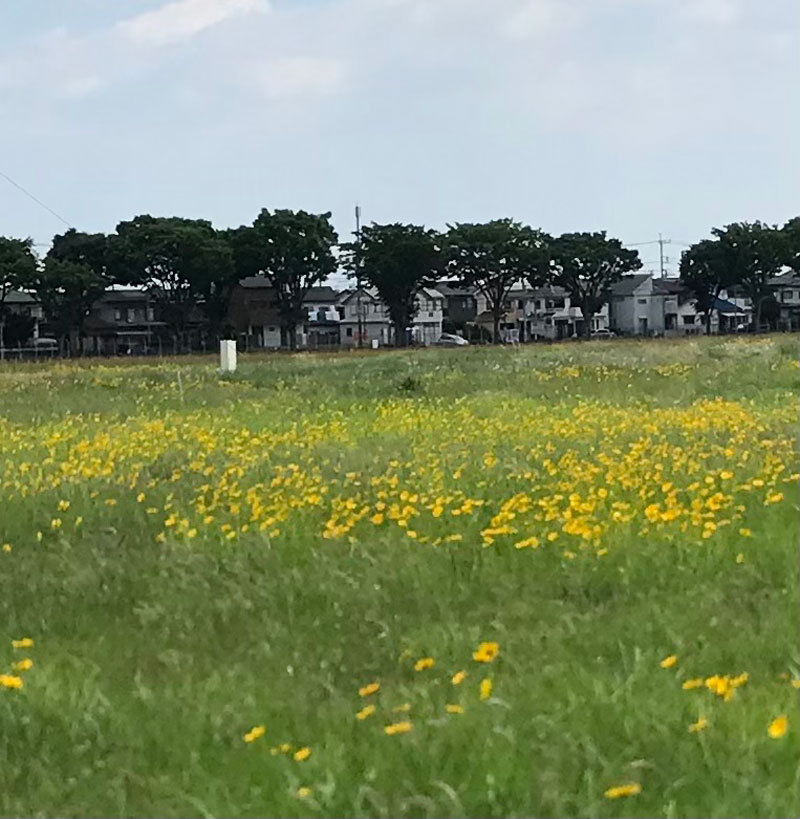 黄色い花の大草原