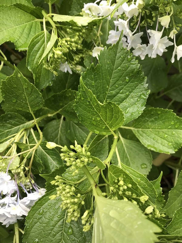 梅雨の雫