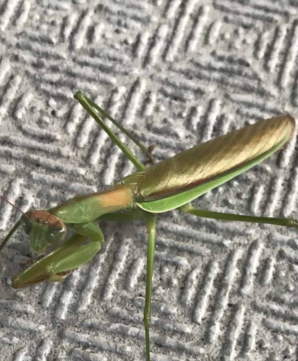gold praying mantis