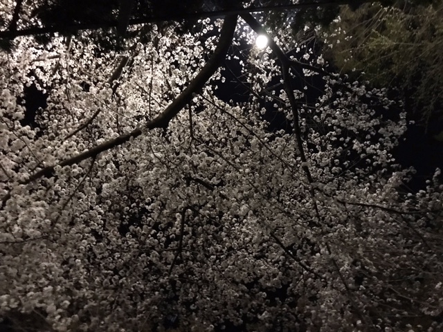 桜の散歩道