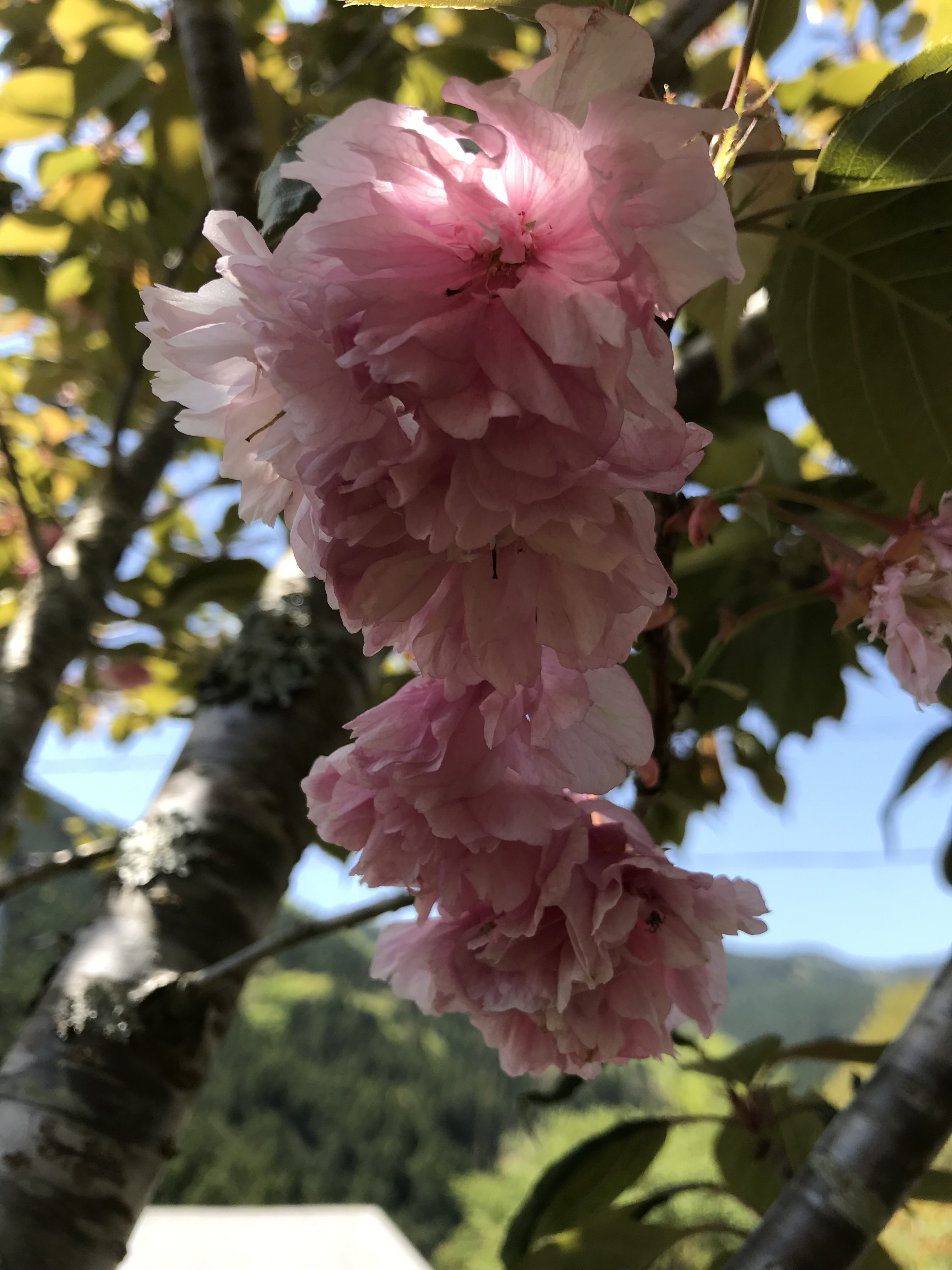 名残り桜