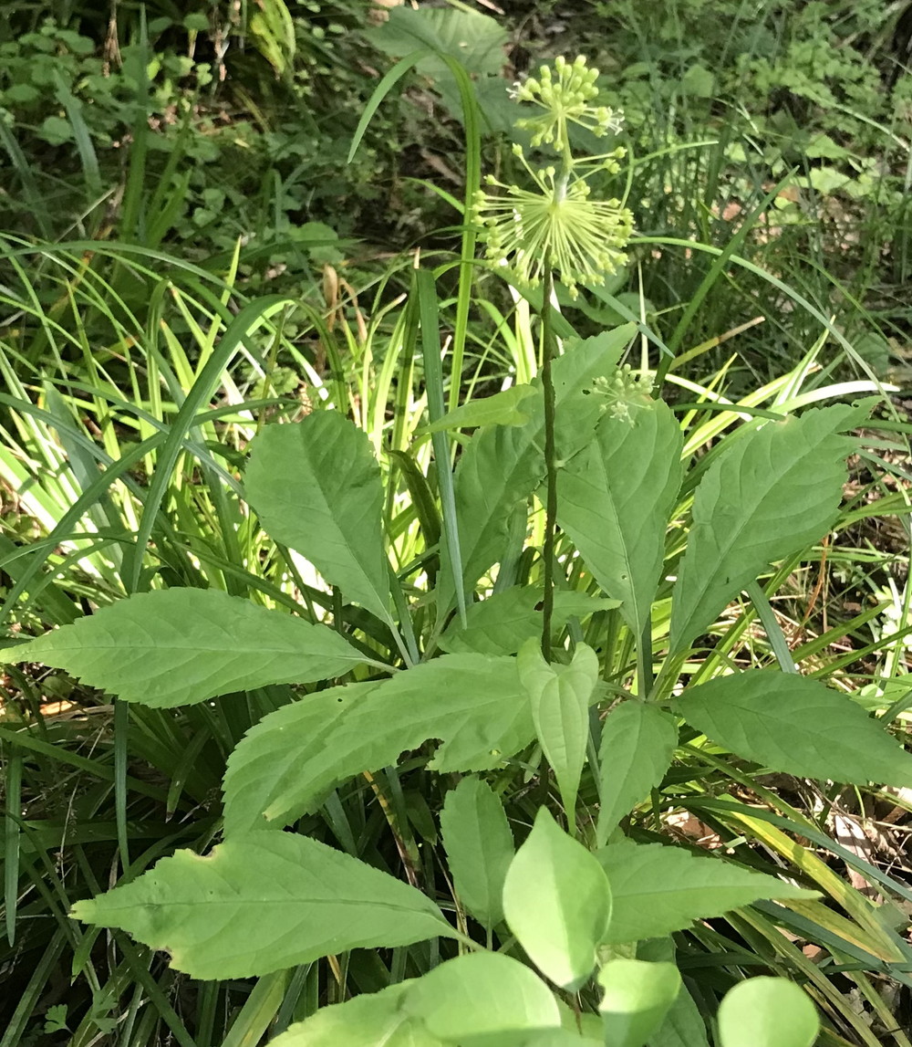 トチバニンジンの花