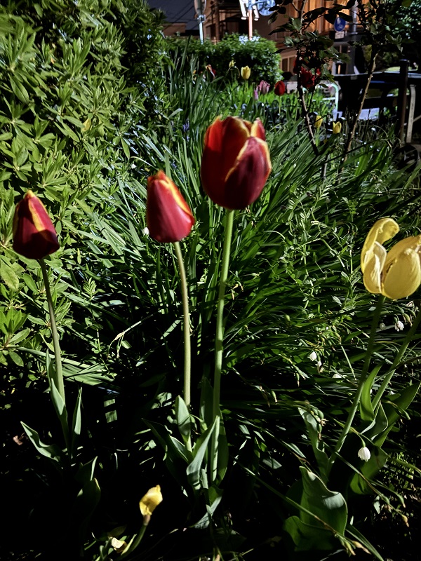 散歩道の花のリレー