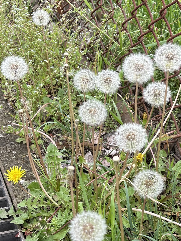 散歩道の花のリレー