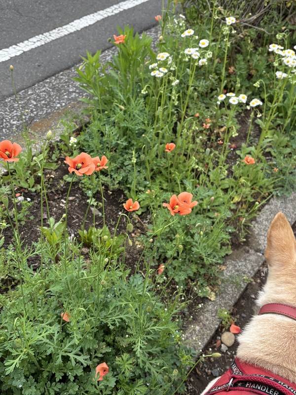 散歩道の花のリレー