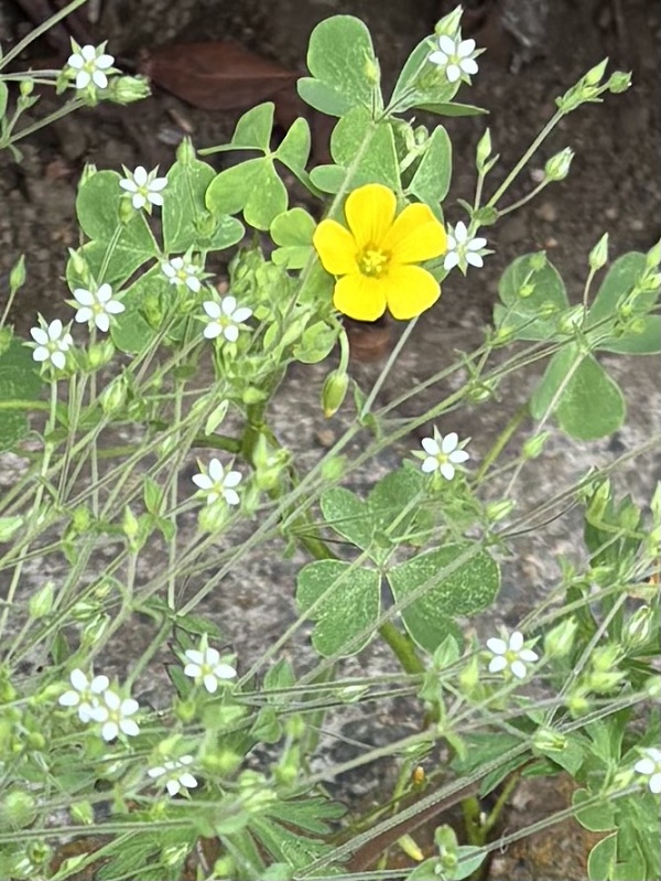散歩道の花のリレー