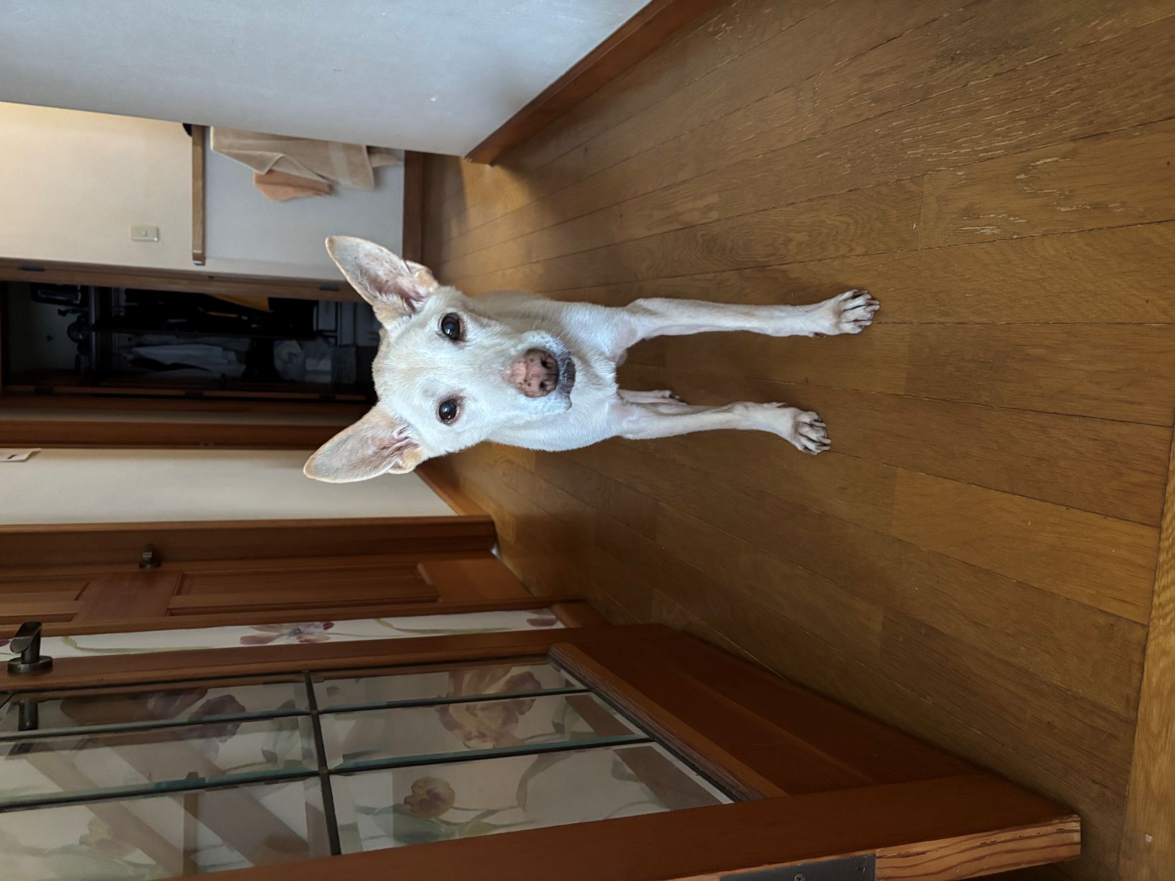 心の真ん中の愛犬ポルシェ