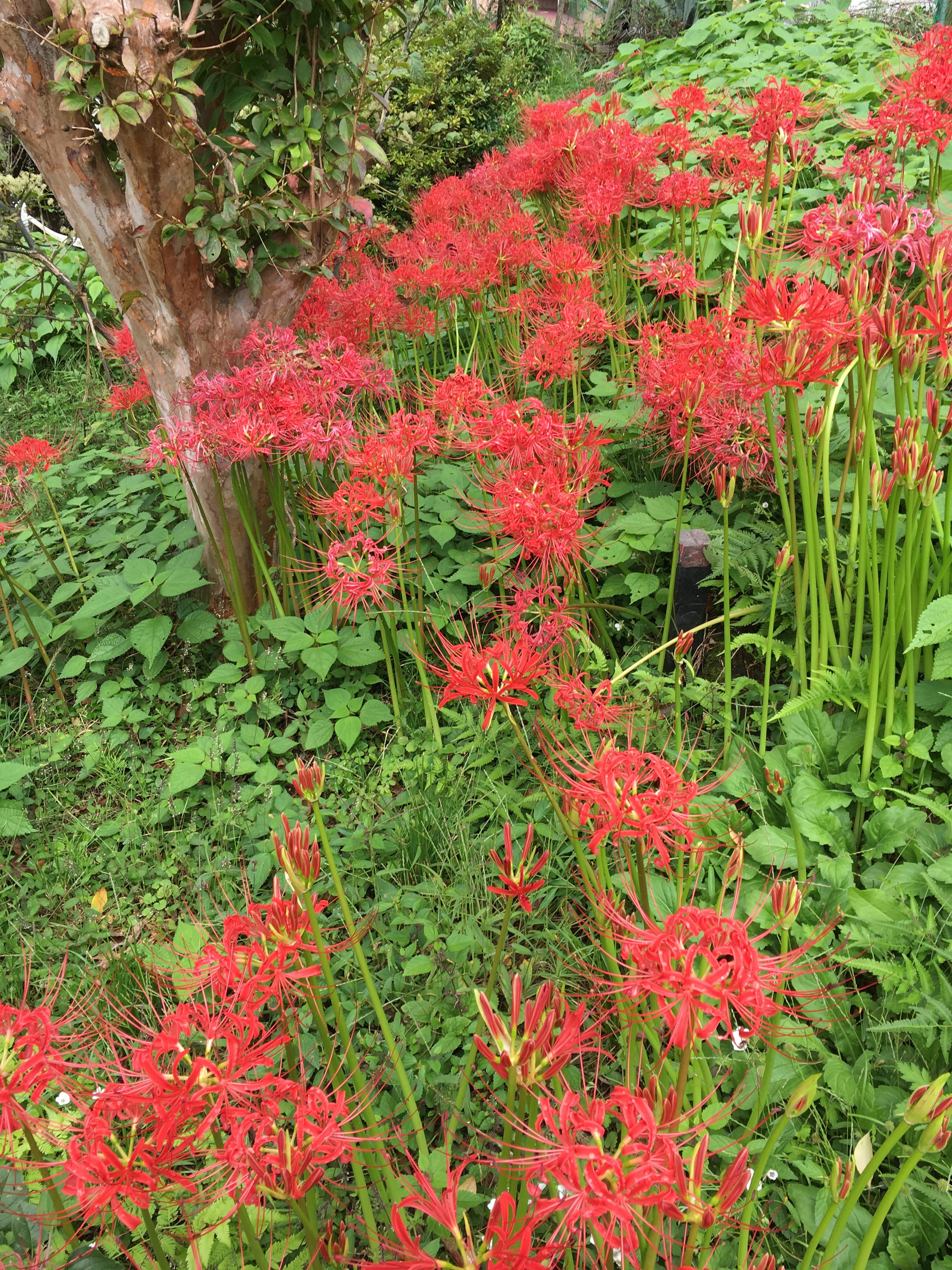 かぐや姫の花